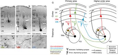 Corticothalamic Pathways in Auditory Processing: Recent Advances and Insights From Other Sensory Systems